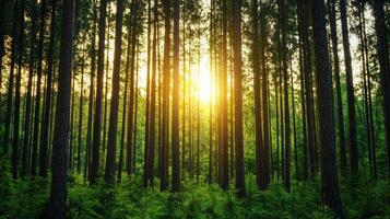 Golden sunlight filtering through tall trees in forest background nature photography tranquil environment photo