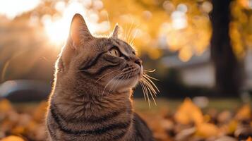 Charming cat under autumn leaves neighborhood park animal portrait natural background side view feline serenity photo