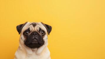 Playful pug dog portrait yellow background animal photography indoor setting close-up view cute concept photo