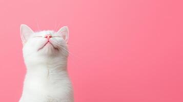Curious white cat on pink pillow bright background animal portrait indoor setting close-up view for pet enthusiasts photo