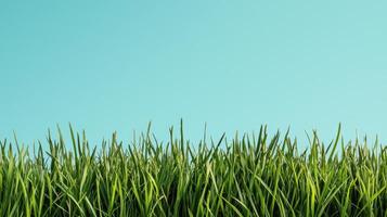 Vibrant green grass against a clear blue sky background nature scene outdoor environment calm viewpoint photo