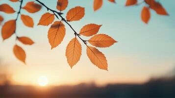 Autumn leaves with a sunset background nature scene tranquil environment warm colors peaceful viewpoint photo