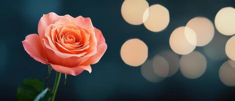 Rose blooming in soft background bokeh nature photography studio setting floral beauty close-up perspective photo