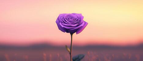 Single purple rose against a soft sunset background nature floral artwork tranquil environment close-up view photo