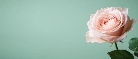 Elegant pink rose close-up soft green background floral photography tranquil environment delicate viewpoint photo