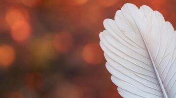 Delicate white feather against a vibrant autumn background nature close-up tranquil environment focused viewpoint photo