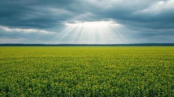 Dramatic sunlight breaking through clouds over green field nature landscape scenic background peaceful environment photo