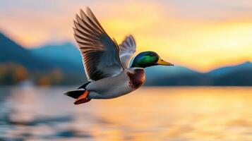 Flying mallard duck over serene lake at sunset nature background wildlife photography tranquil environment photo