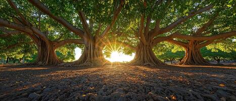 Sunrise over majestic trees nature landscape vibrant background tranquil forest serene environment photo
