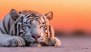 White tiger resting at sunset nature background wildlife photography serene environment close-up view photo