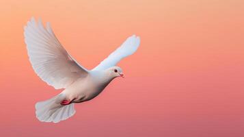 Dove in flight against a soft pink background nature photography serene environment wide angle view photo