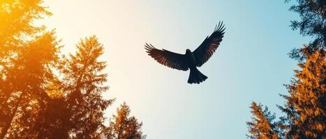 Eagle in flight forest landscape nature photography beautiful background majestic viewpoint photo