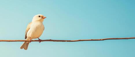 Bird sitting on a branch against a clear blue sky nature background wildlife photography outdoor environment photo