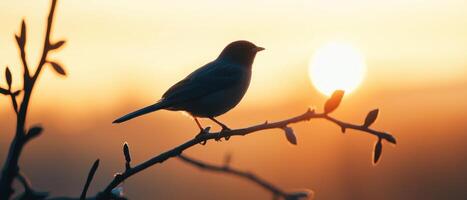 Bird silhouette against sunset nature background tranquil scene outdoor environment serene viewpoint photo