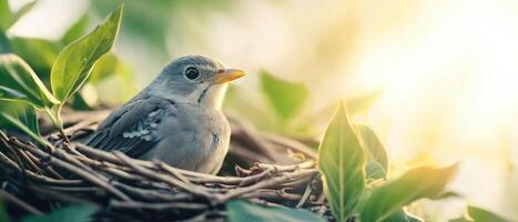 Bird nesting in nature serene background wildlife photography greenery close-up view harmony of nature photo