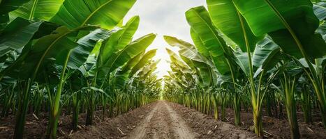 Exploring lush banana plantations tropical landscape nature background vibrant greenery serene environment photo