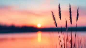 Sunset reflection over a calm lake nature background with grasses serene environment tranquil viewpoint photo