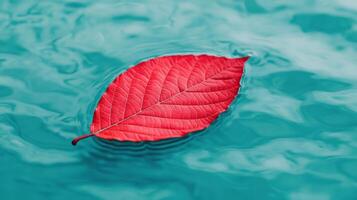 Floating red leaf on aqua water background nature serenity close-up photo
