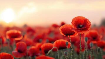 Vibrant poppy field sunset nature background scenic landscape photo