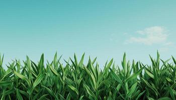 Vibrant green grass field in nature background scenic landscape view photo