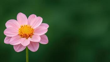 Pink flower in nature background copyspace for text close-up photo