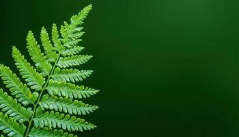 Lush green fern nature background copyspace close-up view photo