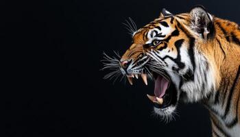 Tiger roaring in nature dramatic background with copyspace for wildlife content photo