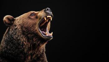 Roaring brown bear in nature background with copyspace for creative content photo