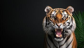 Roaring tiger in nature background with copyspace jungle environment photo