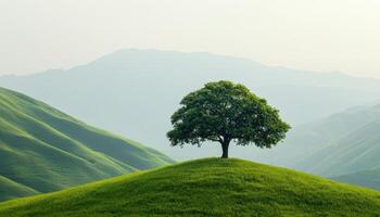 Serene Landscape of a Flourishing Tree in Nature Background with Copyspace for Design photo