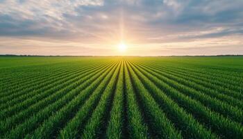 Tranquil Sugar Cane Fields at Sunrise Nature Landscape Copyspace Background photo