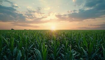 Tranquil Sugar Cane Field at Sunrise Nature Landscape Background Copyspace Peaceful Environment photo