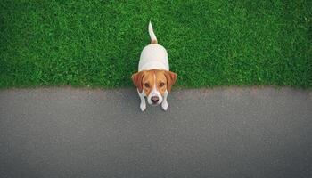 A Solitary Dog on Green Grass by a Busy Road Captured in a Background with Copyspace photo