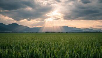 Tranquil Sugar Cane Field at Sunrise Nature Landscape Background with Copyspace photo