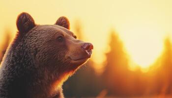 Grizzly Bear Silhouette at Sunset Forest Background Nature Photography Tranquil Environment Copyspace photo