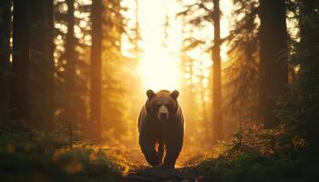 Majestic Bear Walking Through Sunlit Forest Nature Scene with Background and Copyspace photo