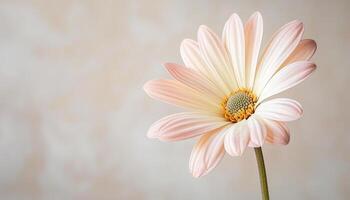 Delicate Pink Flower Against Soft Background Floral Image with Copyspace Nature's Beauty photo