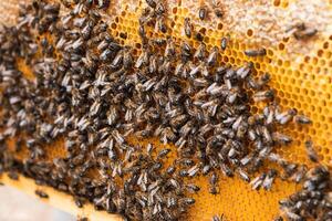 Bees on honeycomb in apiary photo