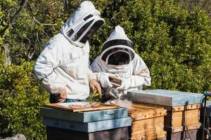 Beekeepers using smoker in apiary photo