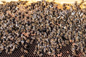 Bees on honeycomb in apiary photo
