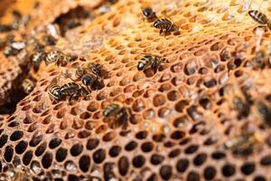 Bees on honeycomb in apiary photo