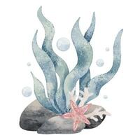 Watercolor illustration of Seaweed with starfish, coral, and bubbles. Drawing of underwater algae in pastel colors with seashells on isolated background. Art for childish design or baby invitations. vector