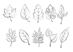 collection of outlined leaf leaves on a white background. Set of different leaves in hand drawn style for design, icons, logo, scrapbook, coloring pages. vector
