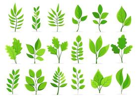 Realistic green leaves and branches on a white background. different types of lush foliage with veins for design, eco projects, cosmetic pakaging vector