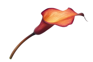 Single orange calla lily flower, showcasing its elegant shape and vibrant colors. png