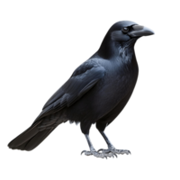Mystical black crow isolated against a blank space png