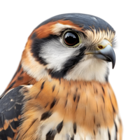 Charming kestrel bird displaying its unique colors png