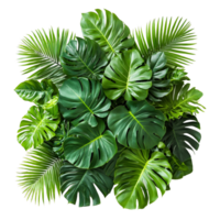 Dense cluster of tropical greenery with various leaf types arranged naturally png