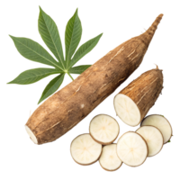 Top view of a Yuca, isolated on a Transparent background png