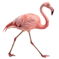 A pink Flamingo walking towards the camera, isolated on a transparent background png